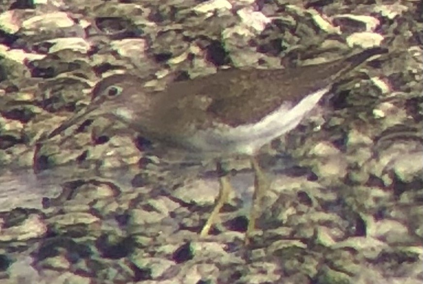 Solitary Sandpiper - ML640102282