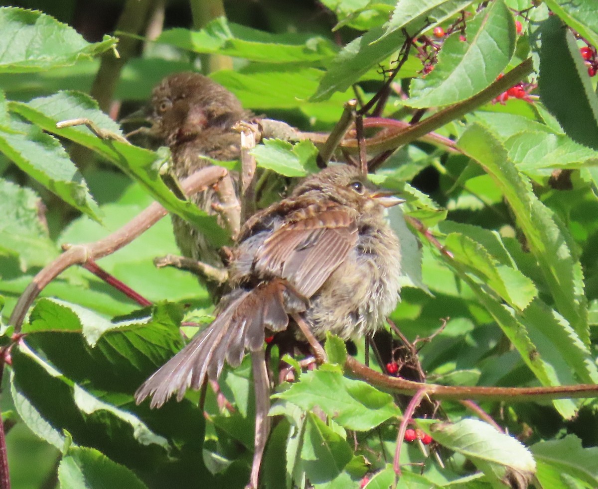 Spotted Towhee - ML640102283