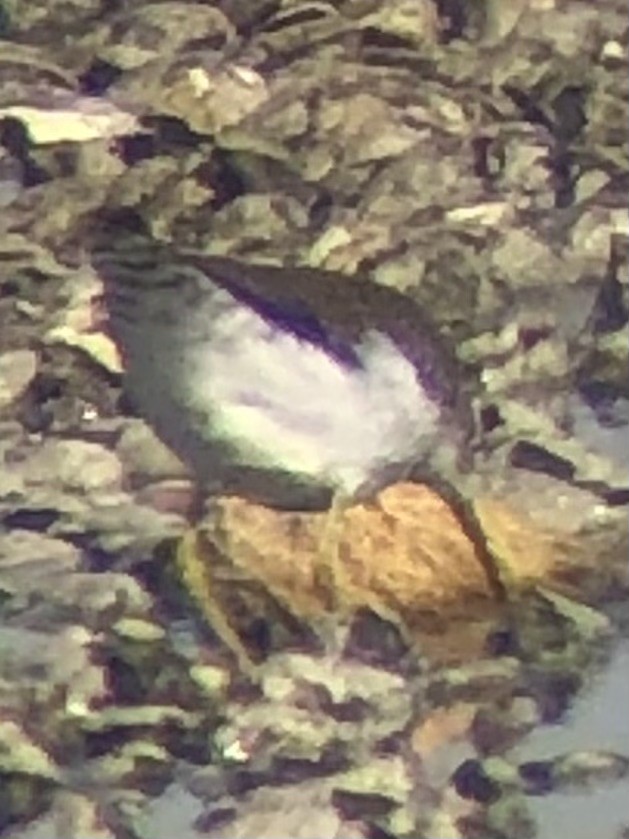 Solitary Sandpiper - ML640102285