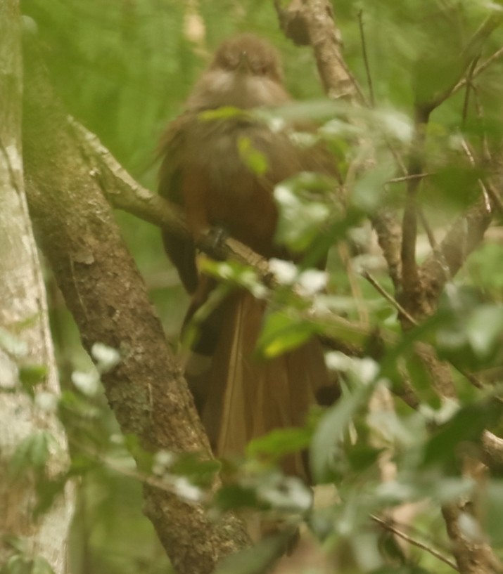 Puerto Rican Lizard-Cuckoo - ML640102295