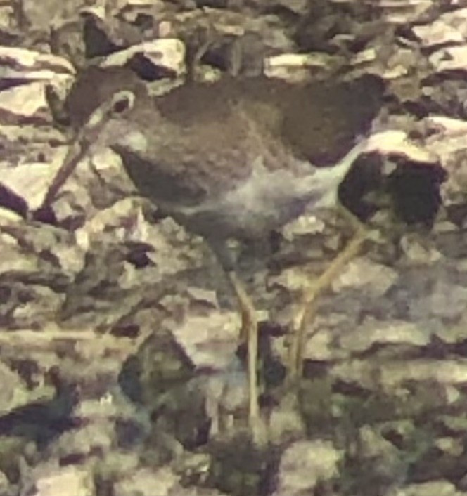 Solitary Sandpiper - ML640102299