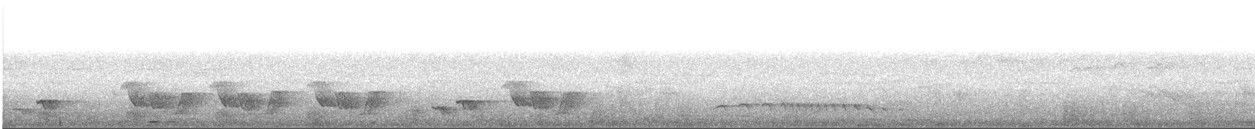 Troglodyte à long bec - ML640102305