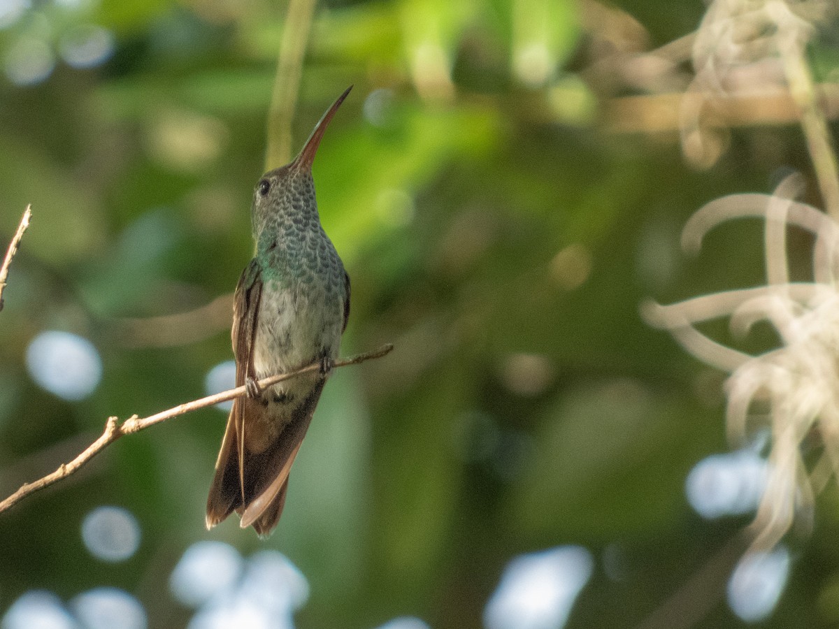 Honduran Emerald - ML640102354