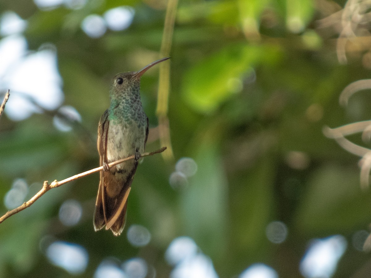 Honduran Emerald - ML640102355