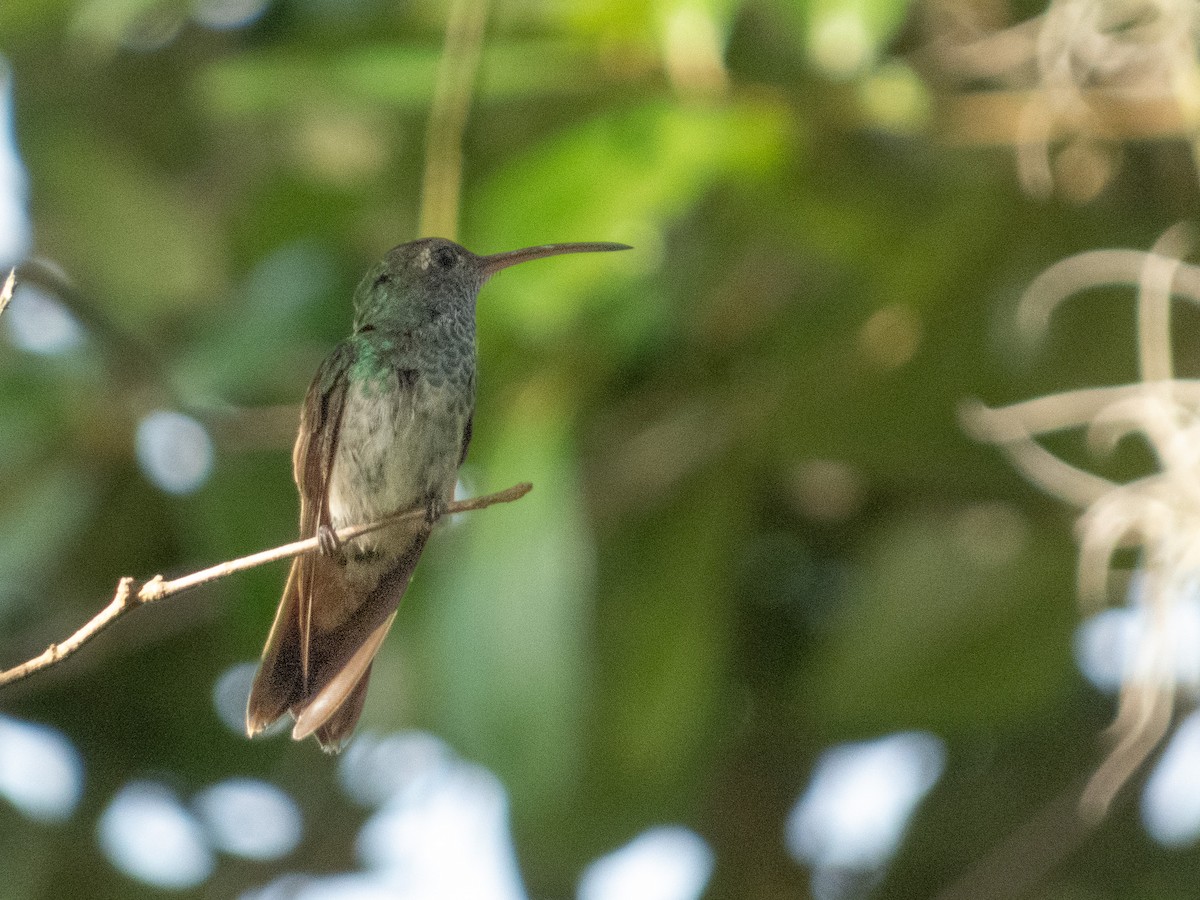 Honduran Emerald - ML640102356