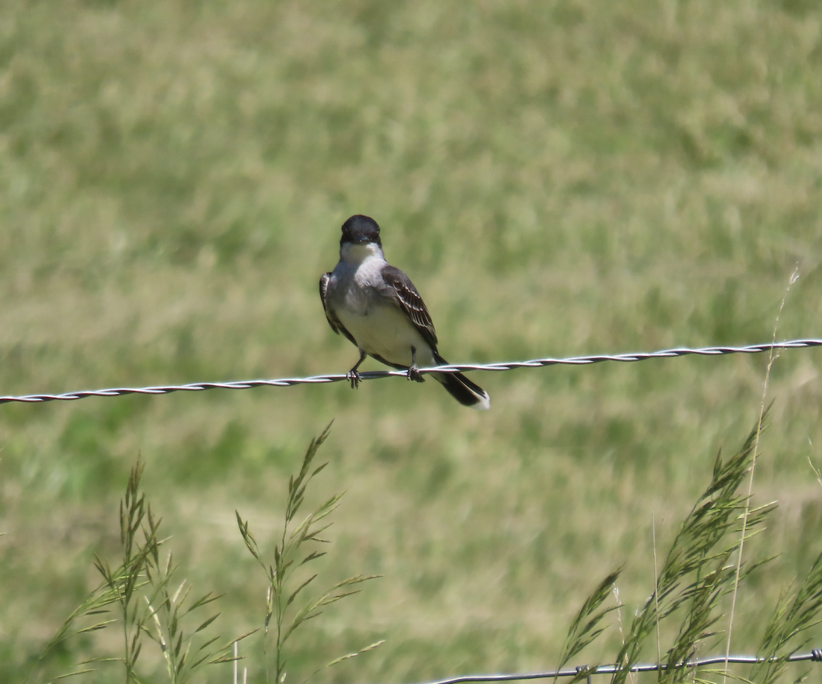 オウサマタイランチョウ - ML640102423