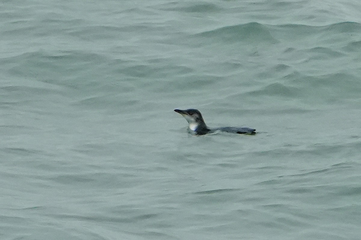Little Penguin - ML640102434
