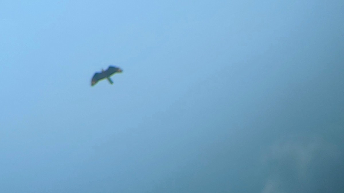 European Honey-buzzard - ML640102457