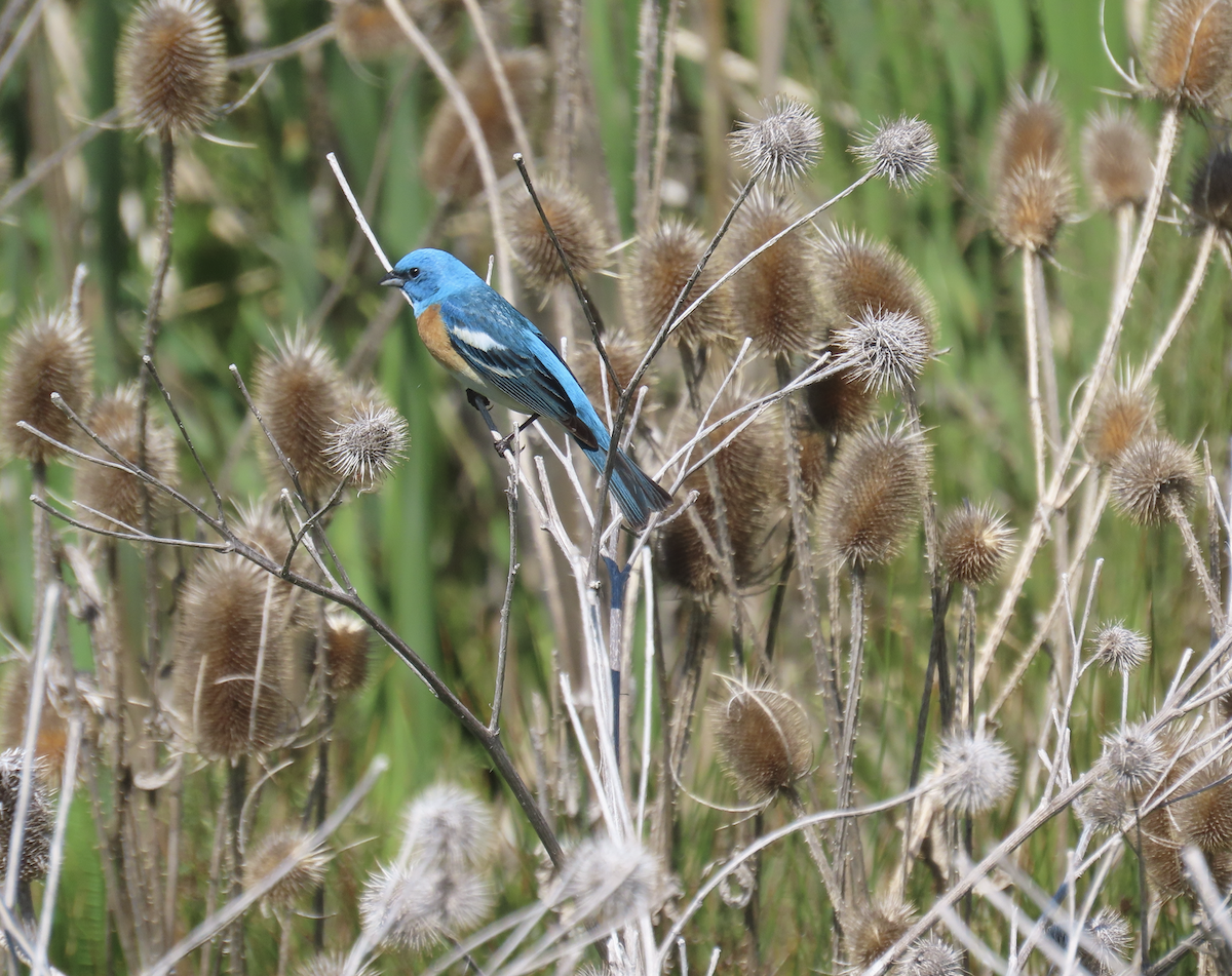ムネアカルリノジコ - ML640102466