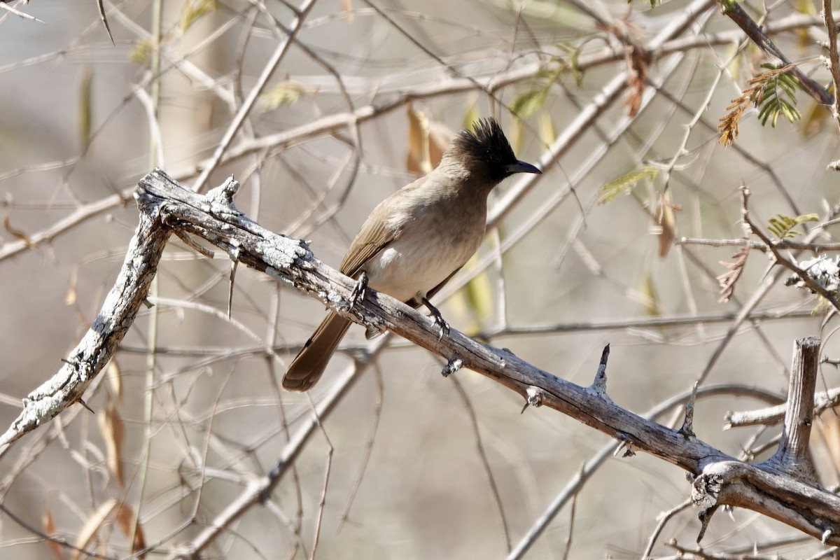 Bulbul Naranjero (grupo tricolor) - ML640102470