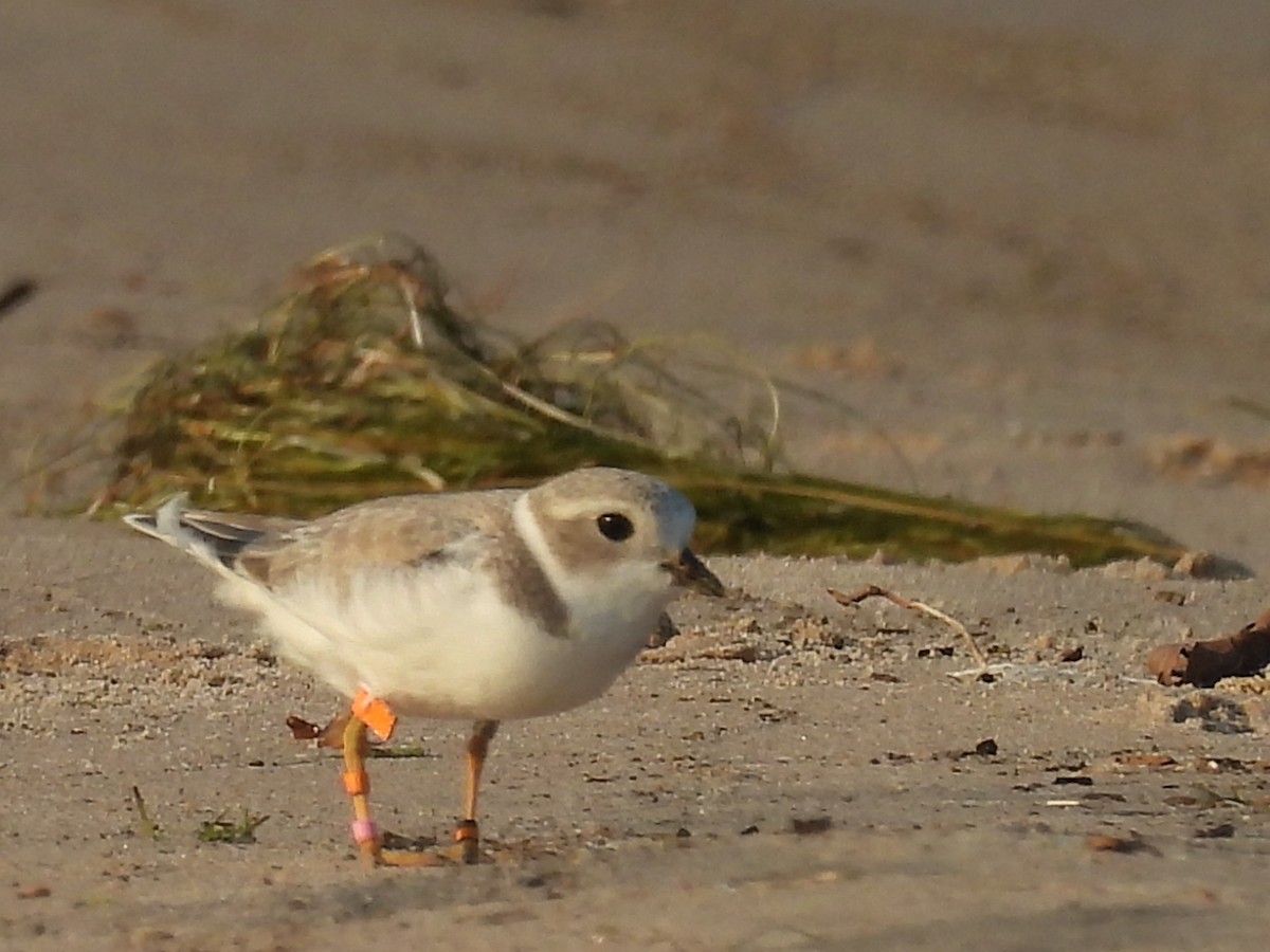 Piping Plover - ML640102530