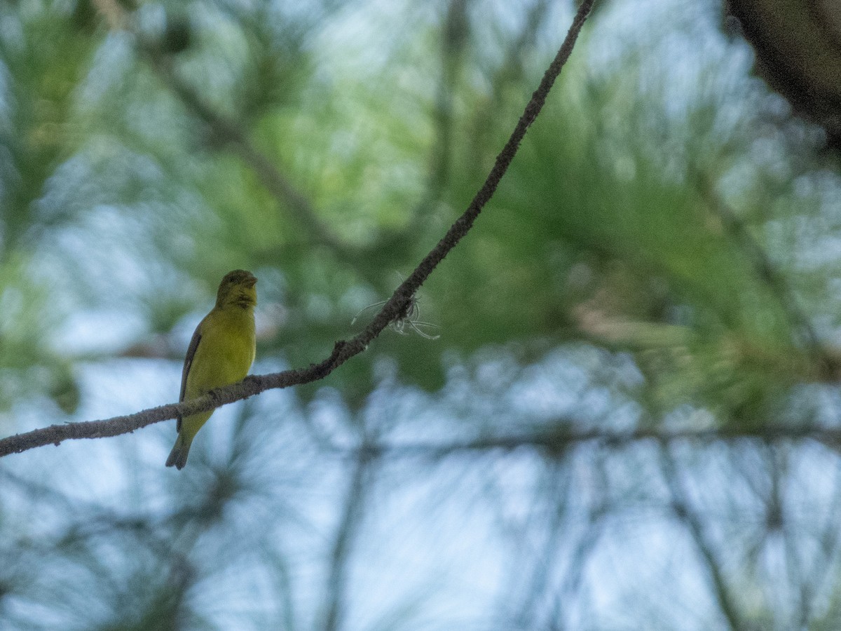 Lesser Goldfinch - ML640102551