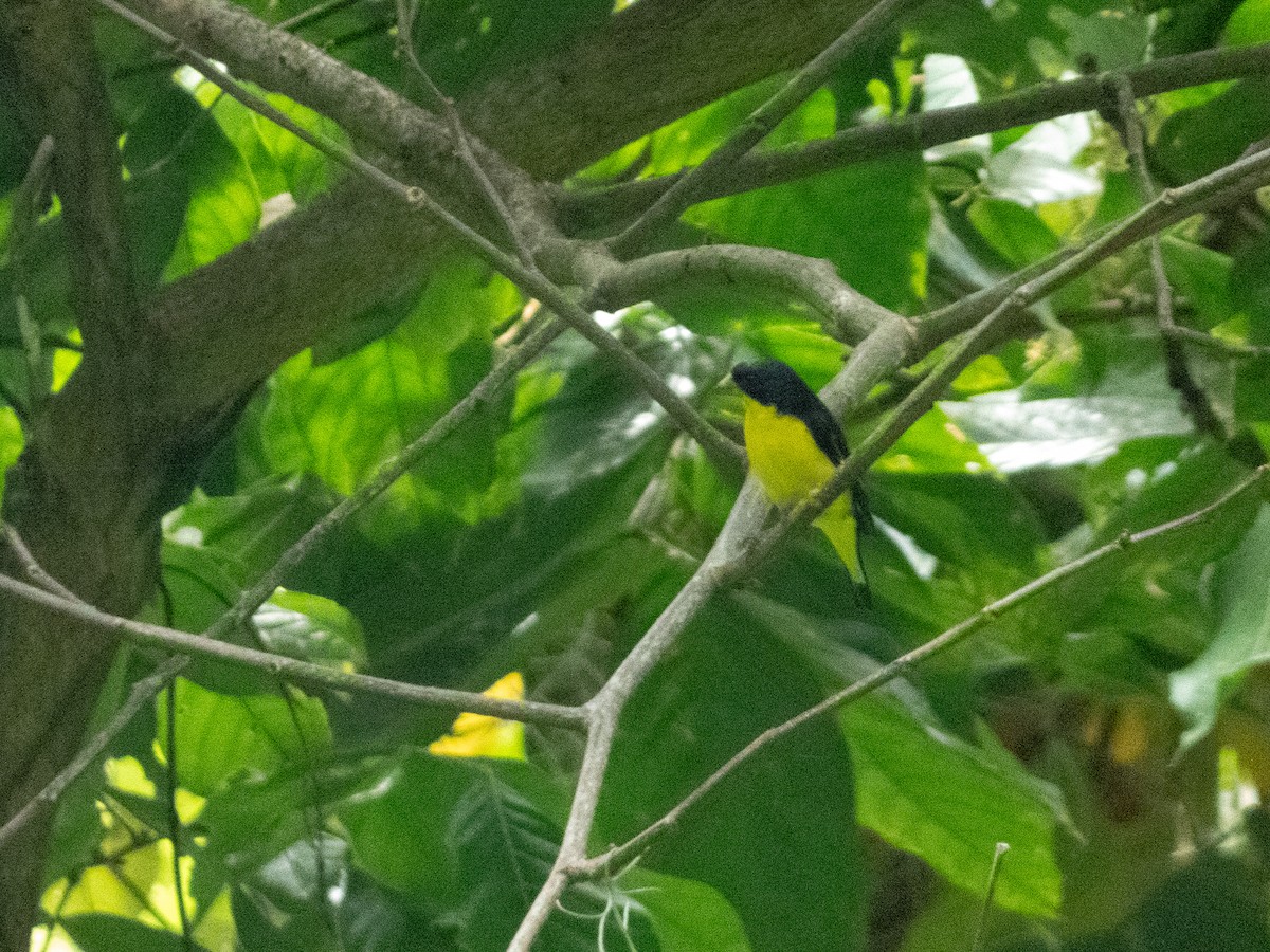 Lesser Goldfinch - ML640102552
