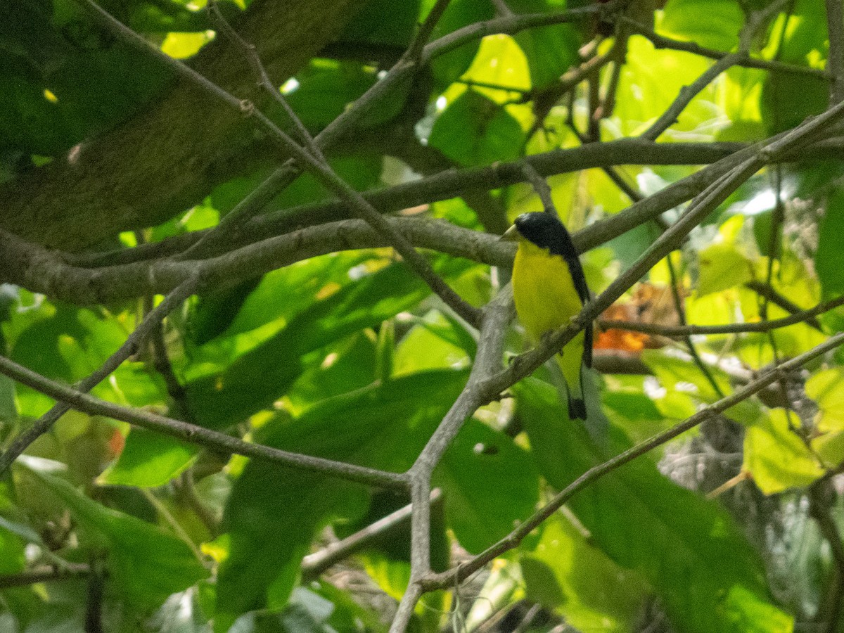 Lesser Goldfinch - ML640102553