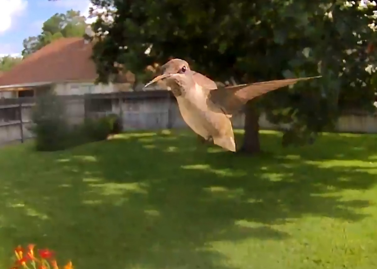 Black-chinned Hummingbird - ML640102558