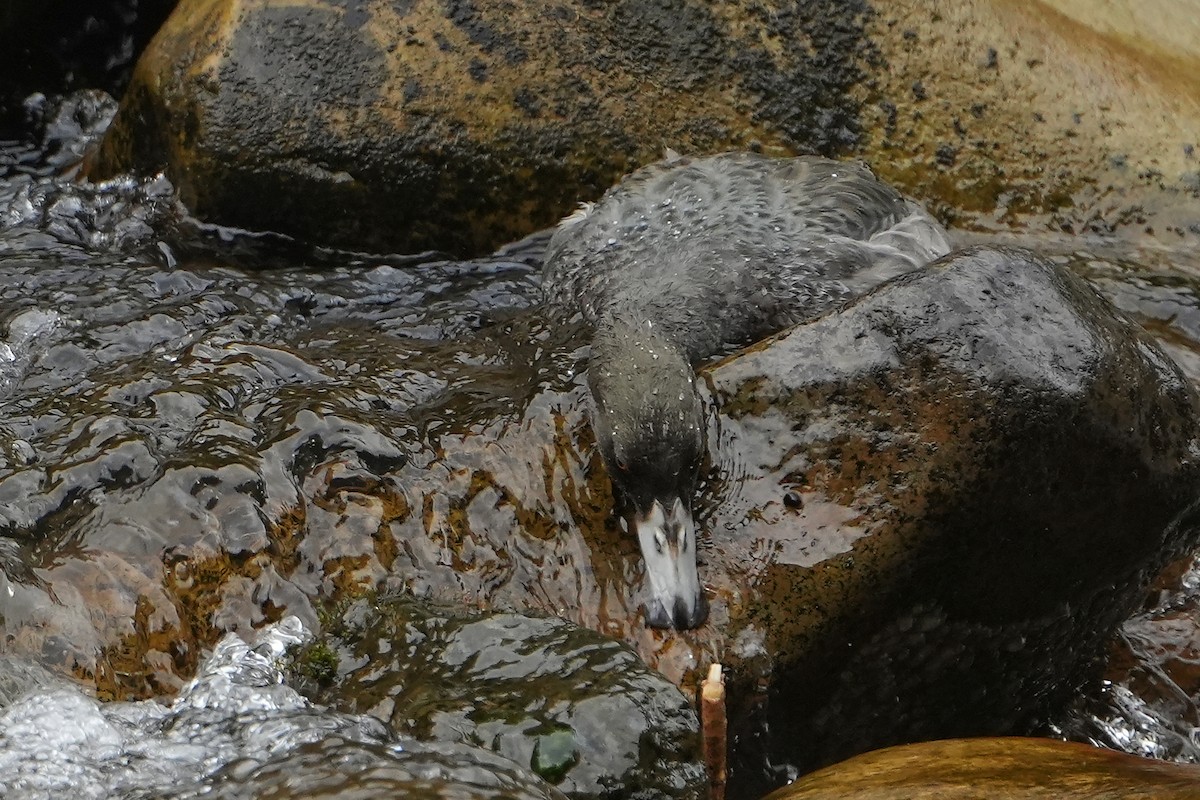 Blue Duck - ML640102563