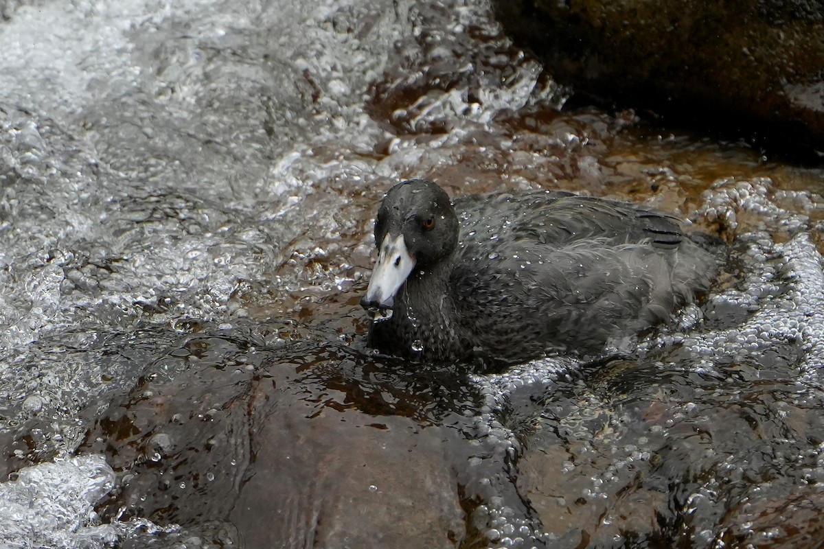 Blue Duck - ML640102575