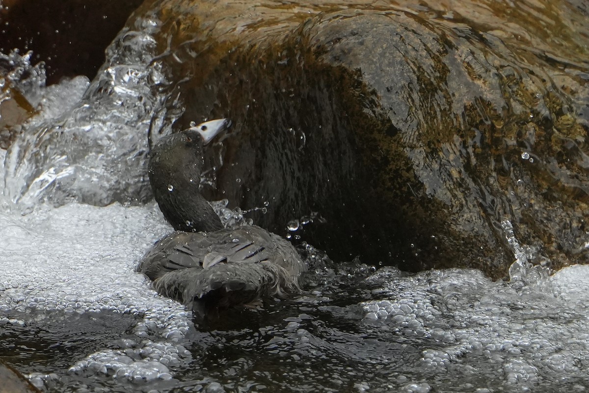 Blue Duck - ML640102581