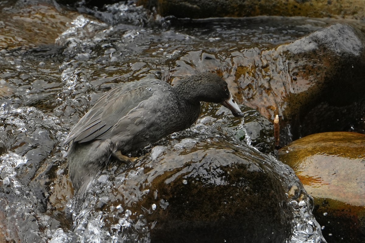 Blue Duck - ML640102586