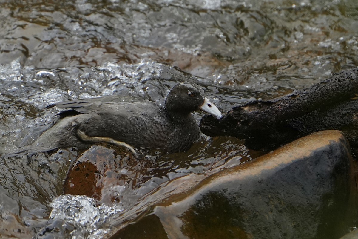 Blue Duck - ML640102587