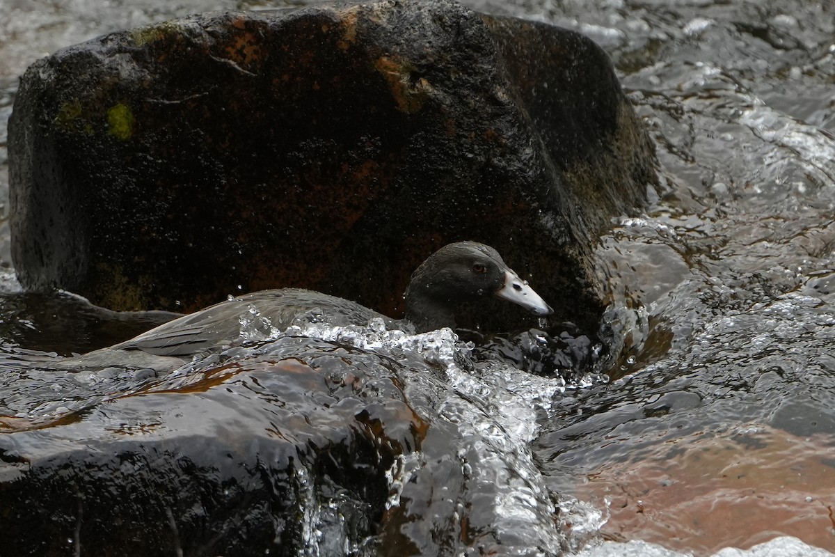 Blue Duck - ML640102588