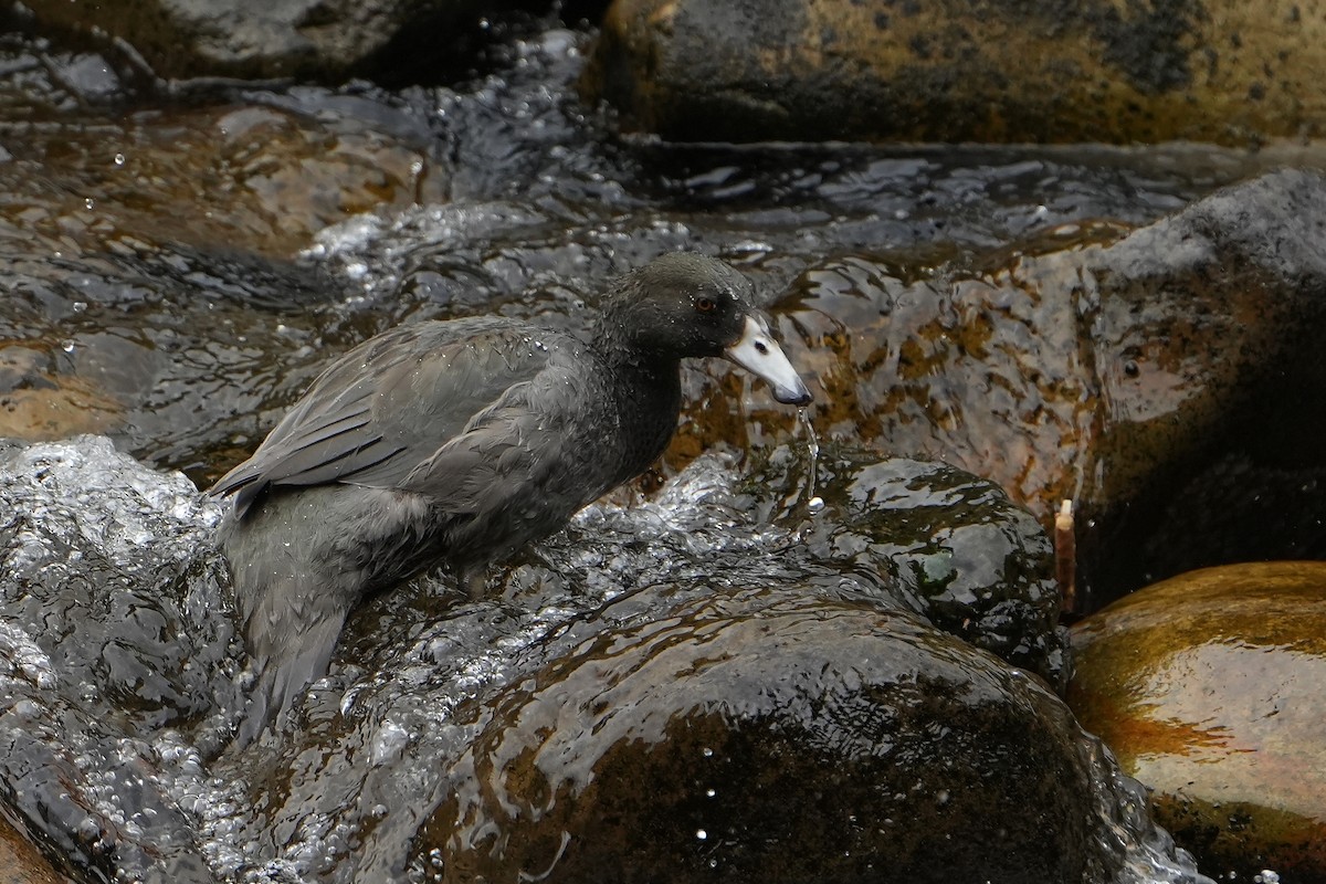 Blue Duck - ML640102594