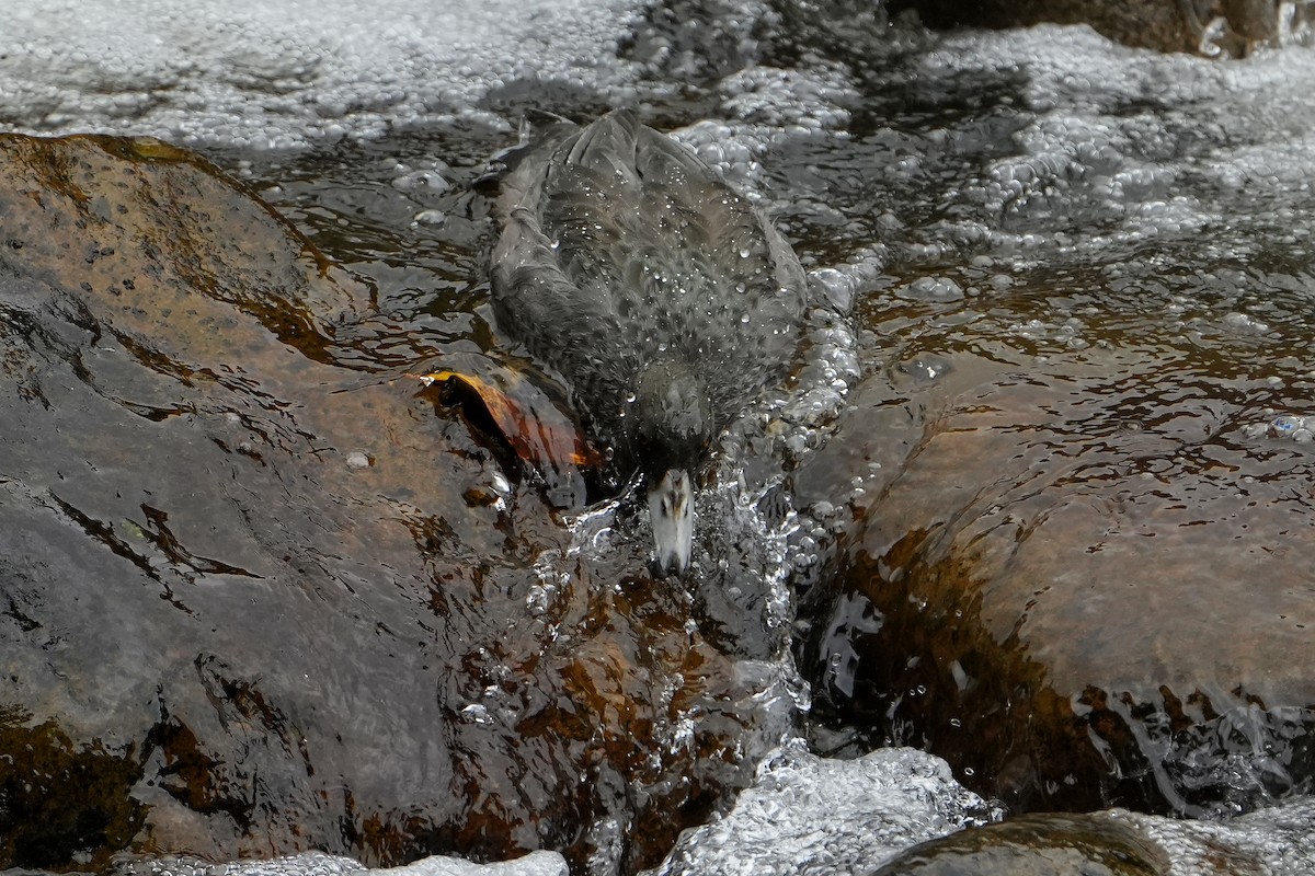 Blue Duck - ML640102599