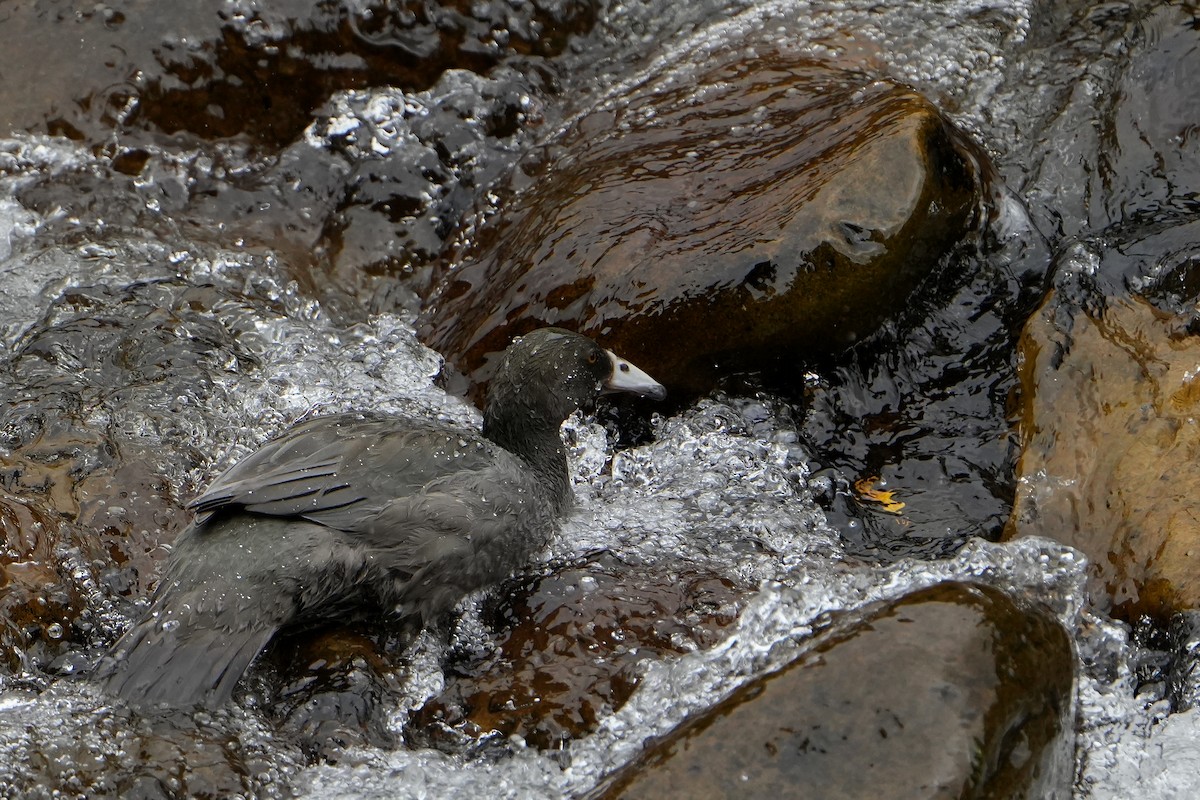 Blue Duck - ML640102603
