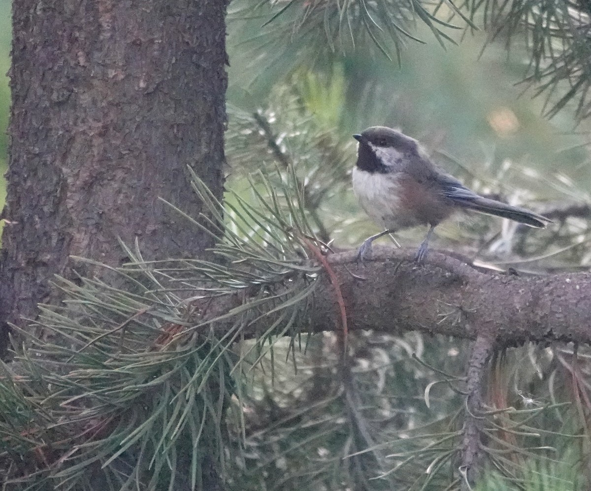 Mésange à tête brune - ML640102618