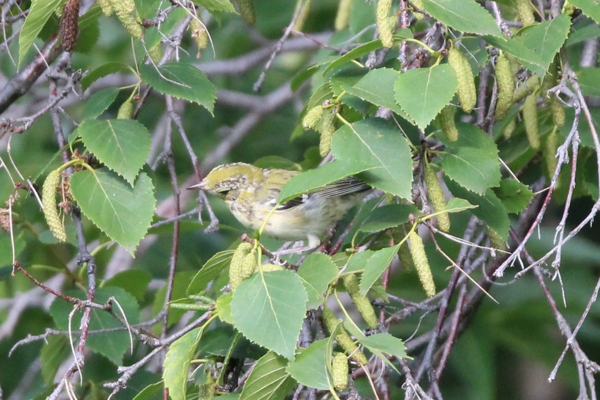 Bay-breasted Warbler - ML640102632