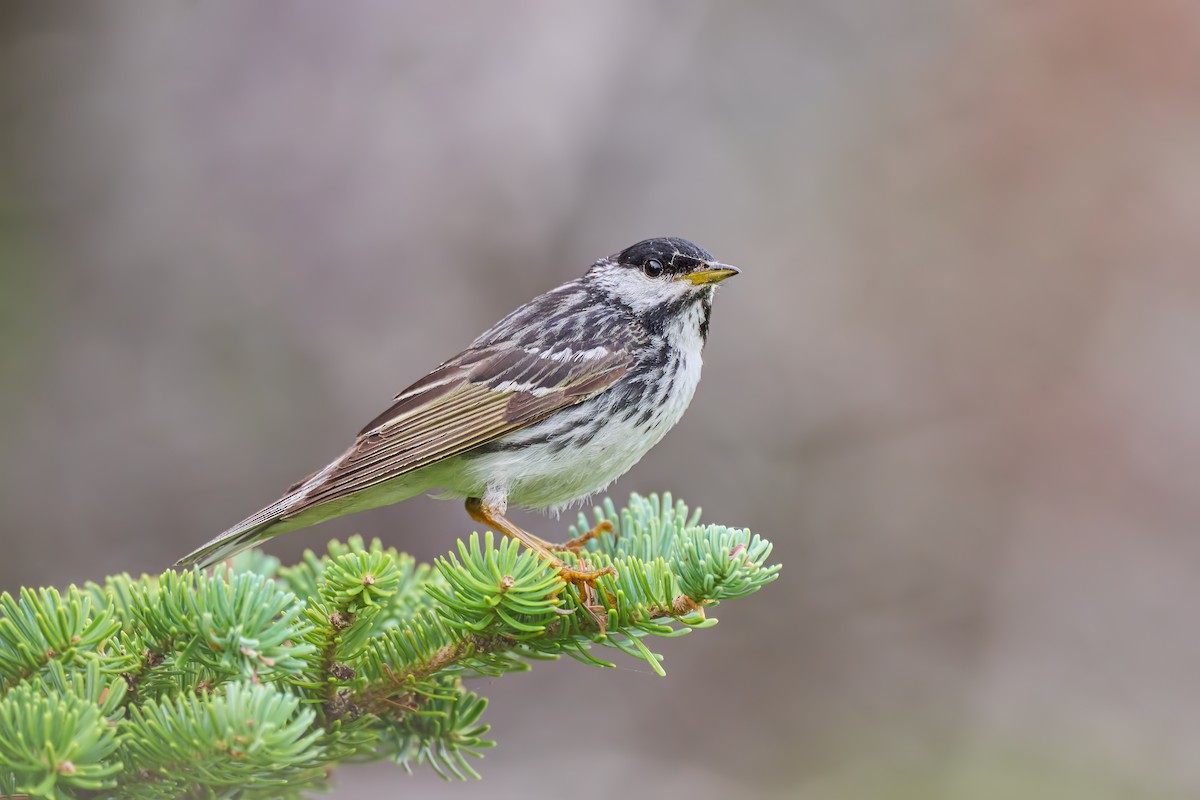 Blackpoll Warbler - ML640102634