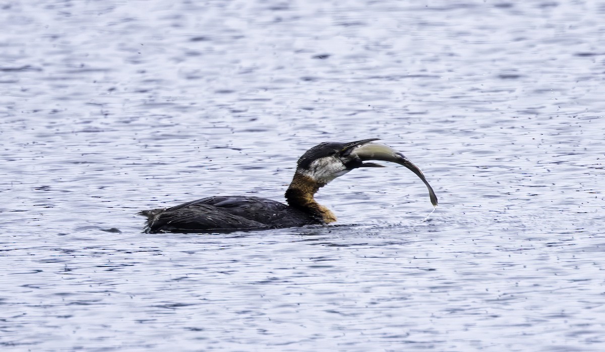 Red-necked Grebe - ML640102868