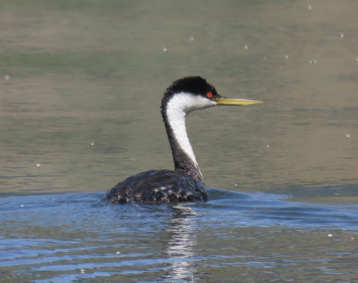 クビナガカイツブリ - ML640102933