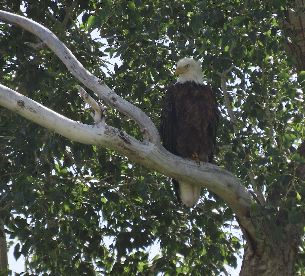 ハクトウワシ - ML640102947