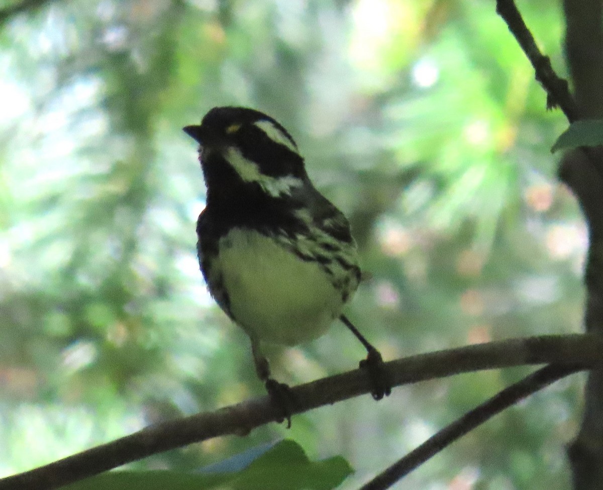 Black-throated Gray Warbler - ML640102950