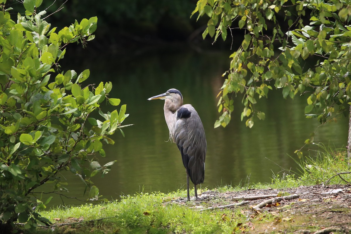 Great Blue Heron - ML640103040