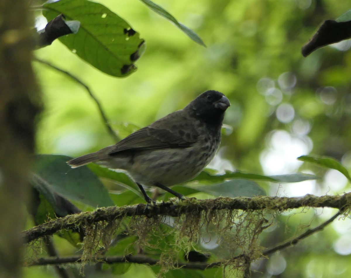 ハシブトダーウィンフィンチ - ML640103055