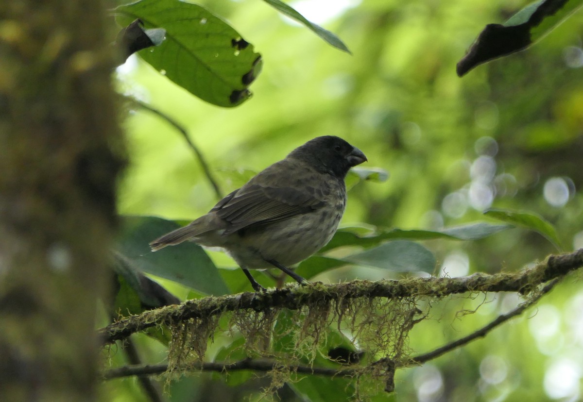 ハシブトダーウィンフィンチ - ML640103056