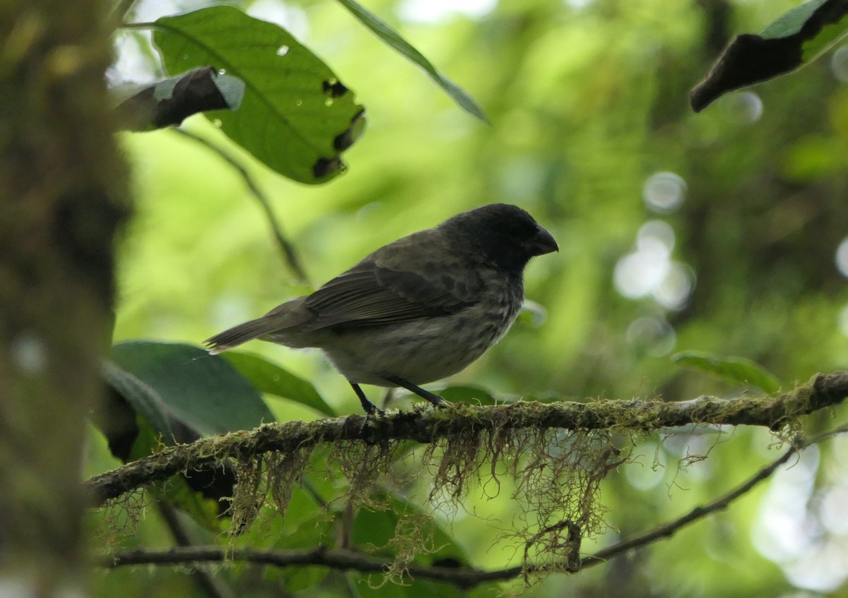 ハシブトダーウィンフィンチ - ML640103057