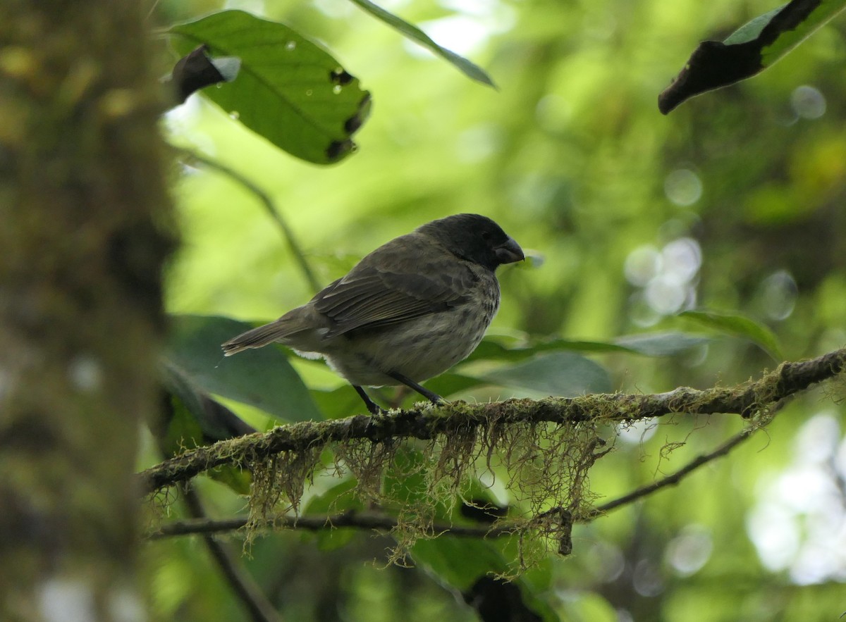 ハシブトダーウィンフィンチ - ML640103058