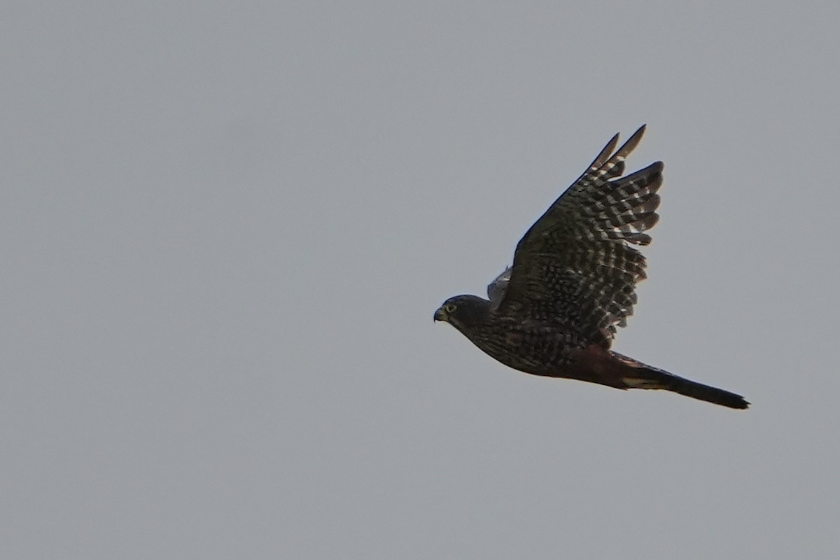 maorifalk - ML640103094