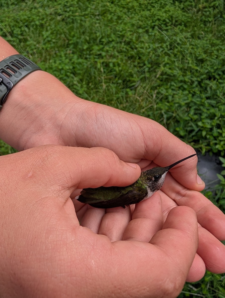 Ruby-throated Hummingbird - ML640103115