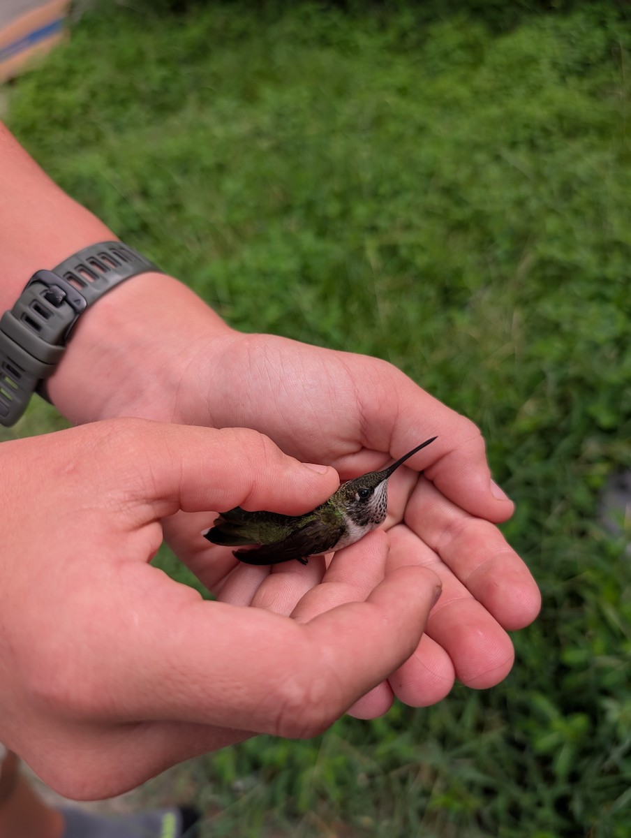 Ruby-throated Hummingbird - ML640103117