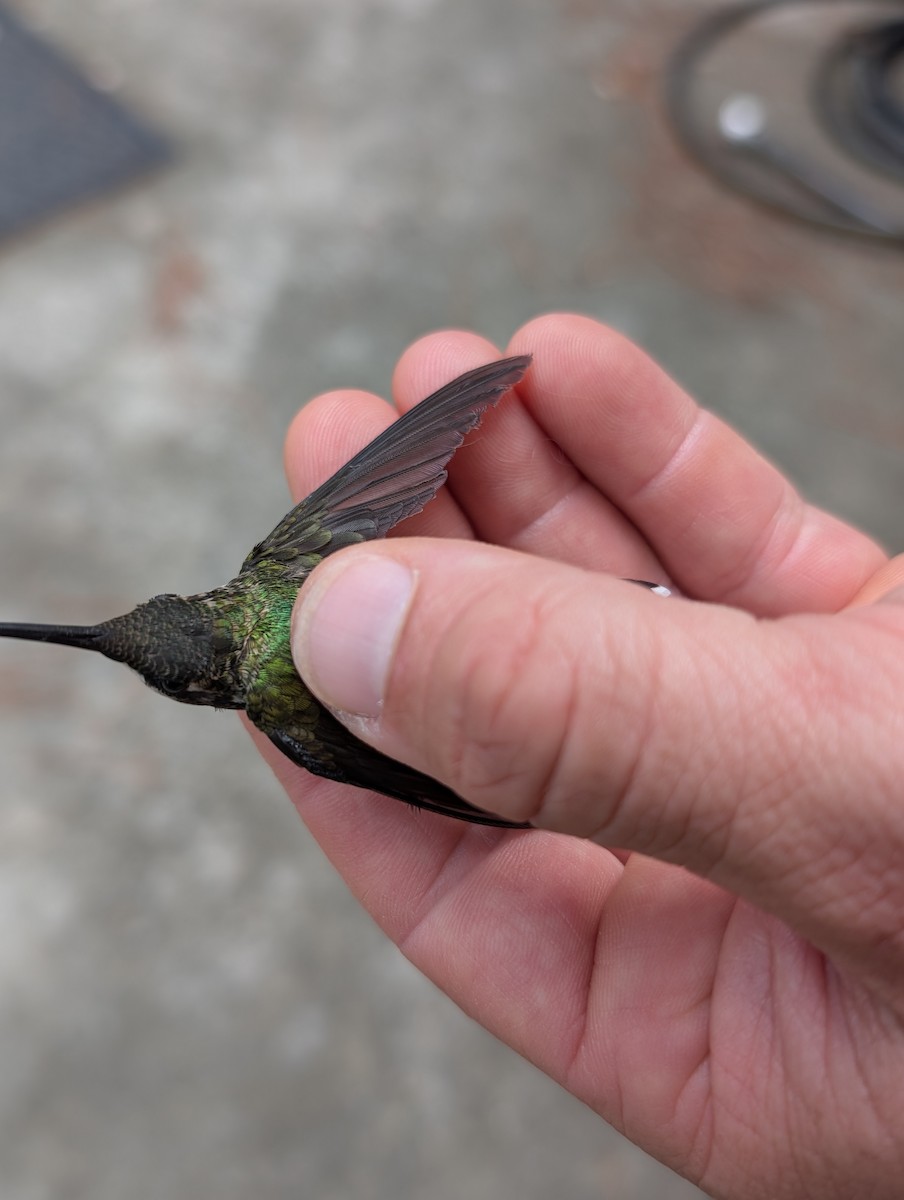 Ruby-throated Hummingbird - ML640103121