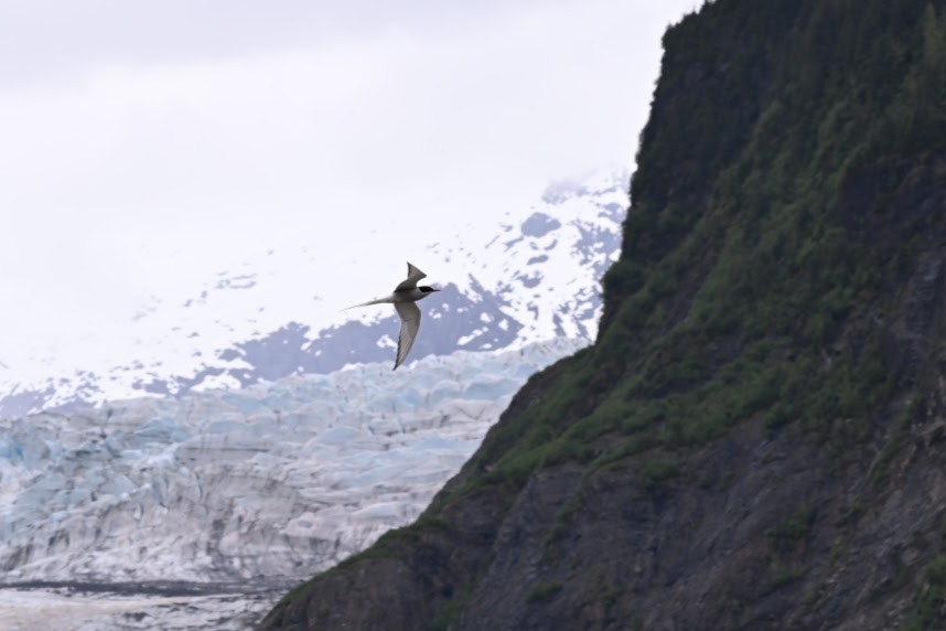 Arctic Tern - ML640103134