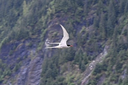 Arctic Tern - ML640103135