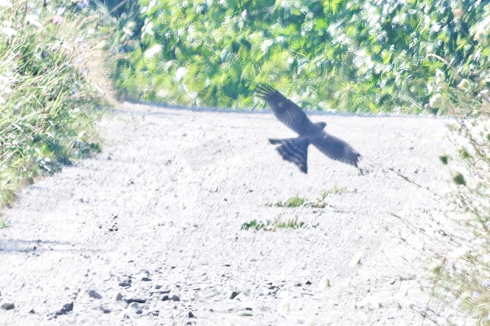 Sharp-shinned Hawk - ML640103138