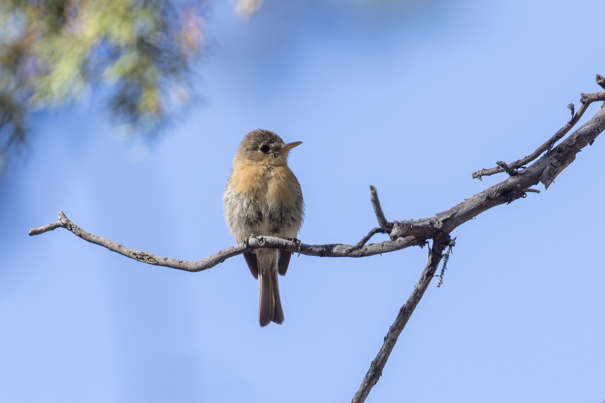 Buff-breasted Flycatcher - ML640103162