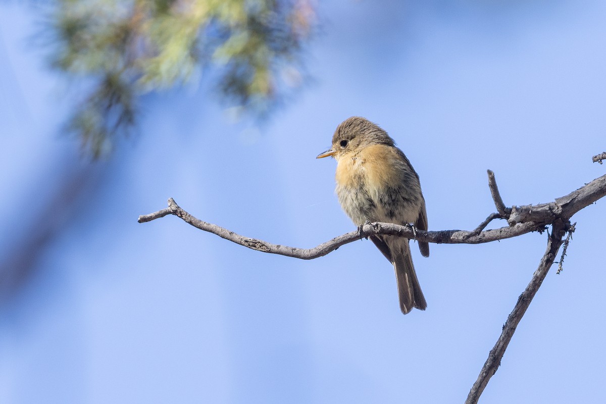 Buff-breasted Flycatcher - ML640103163