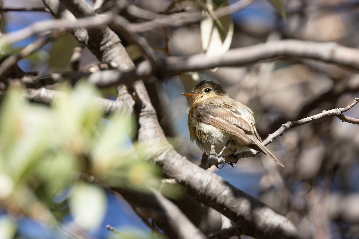 Buff-breasted Flycatcher - ML640103164